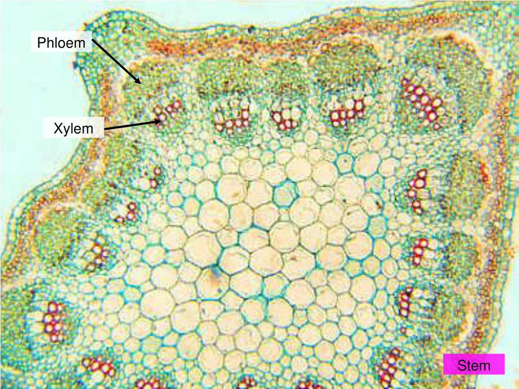 Анатомия растений ботаника. Флоэма и Ксилема на срезе. Ксилема и флоэма под микроскопом. Ксилема корня микроскоп. Ксилема и флоэма микрофотография.