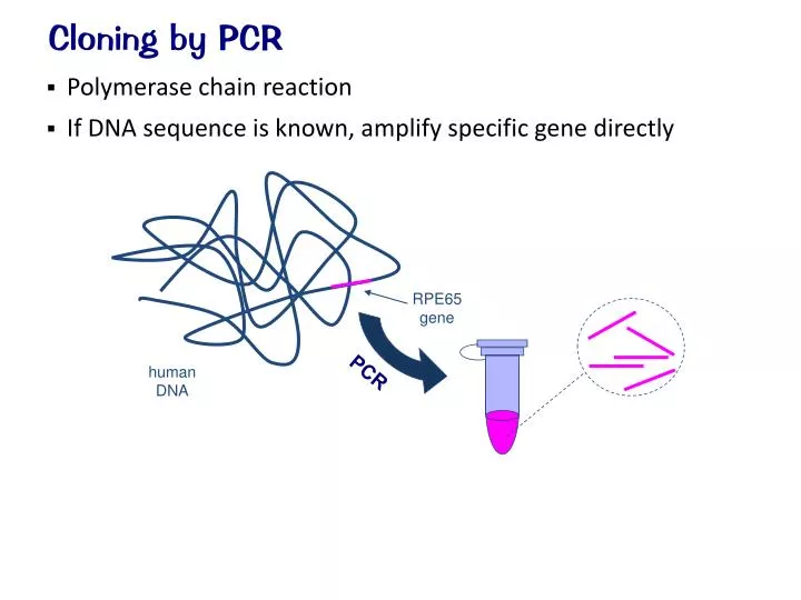 PPT Cloning by PCR PowerPoint Presentation, free download ID2164234
