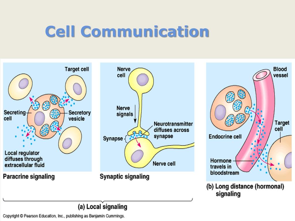 research paper on cell signaling and communication