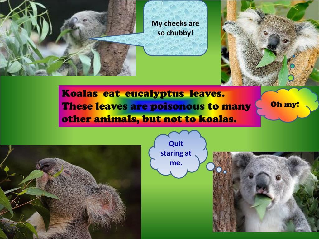 koala presentation english
