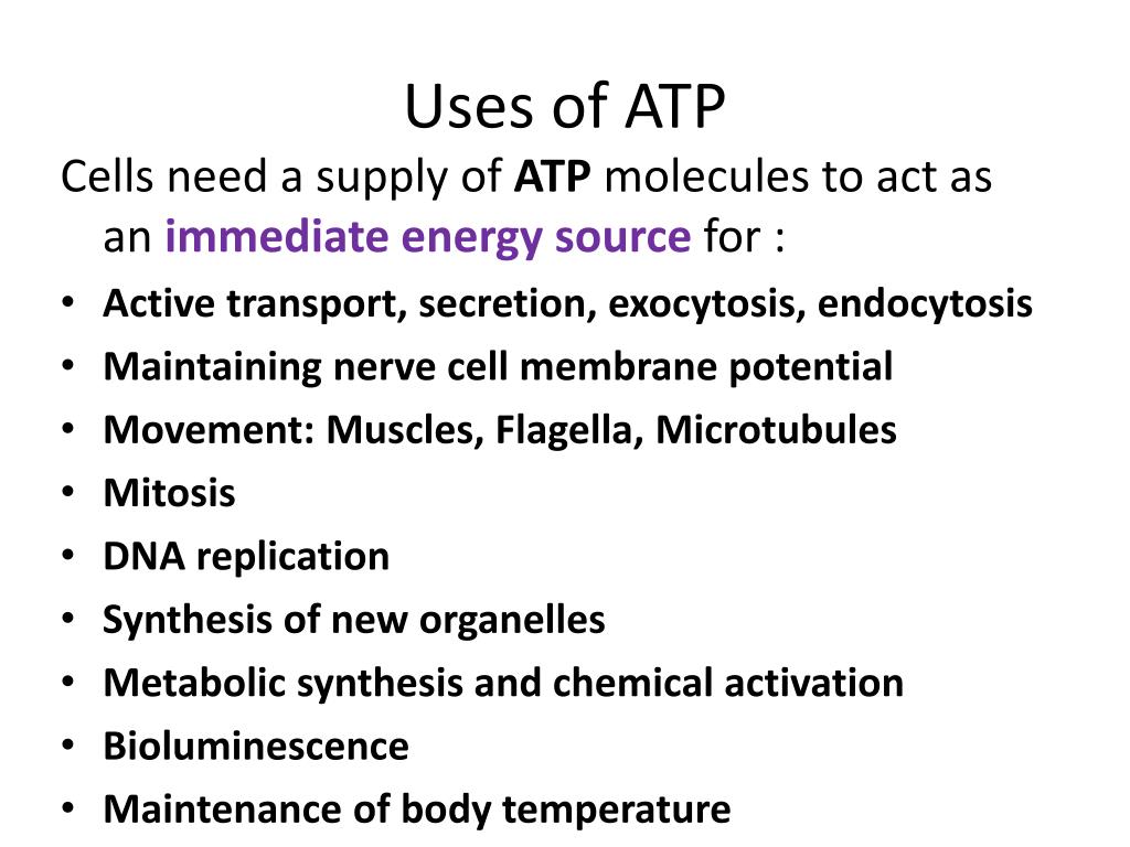 uses of atp a level biology essay