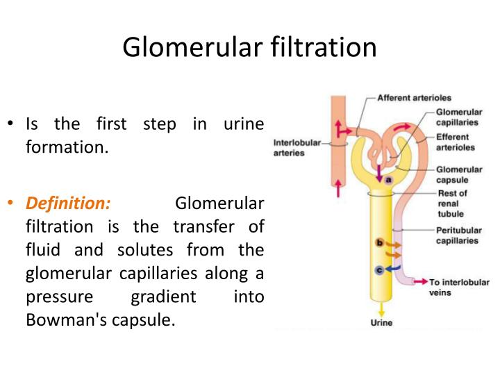 glomerular filtration n