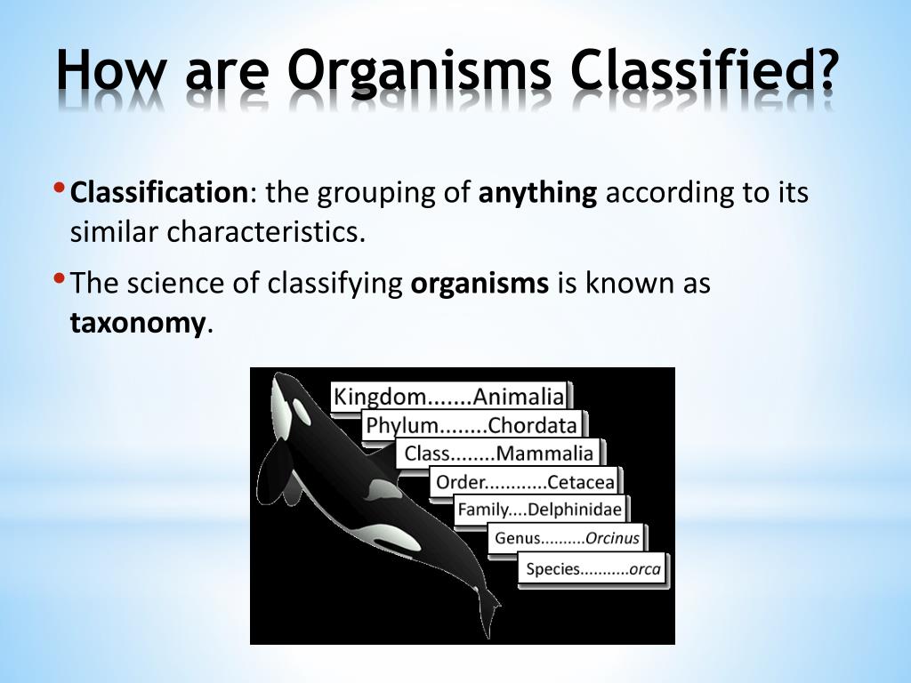 PPT - Classification & The Animal Kingdom PowerPoint Presentation, free  download - ID:2165396