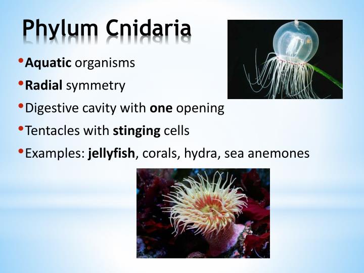 PPT - Classification & The Animal Kingdom PowerPoint Presentation - ID