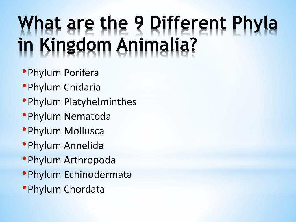 PPT - Classification & The Animal Kingdom PowerPoint Presentation, free  download - ID:2165396