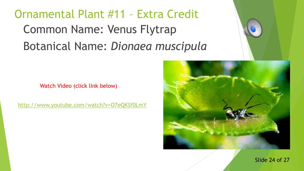 PPT - IDENTIFYING ORNAMENTAL PLANTS PowerPoint Presentation, free ...