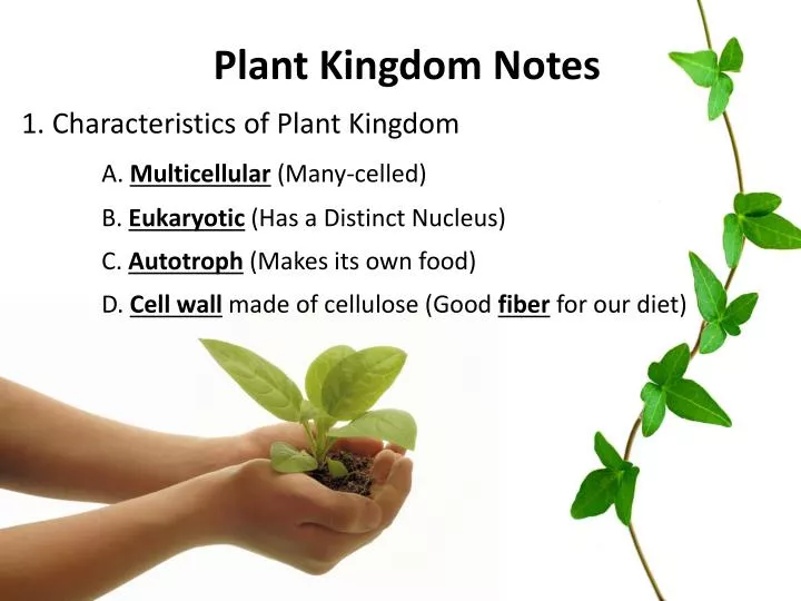 PPT Plant Kingdom Notes 1. Characteristics of Plant