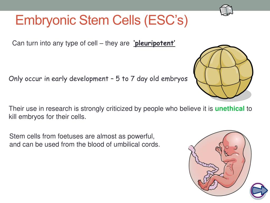 embryonic stem cells ethical issues