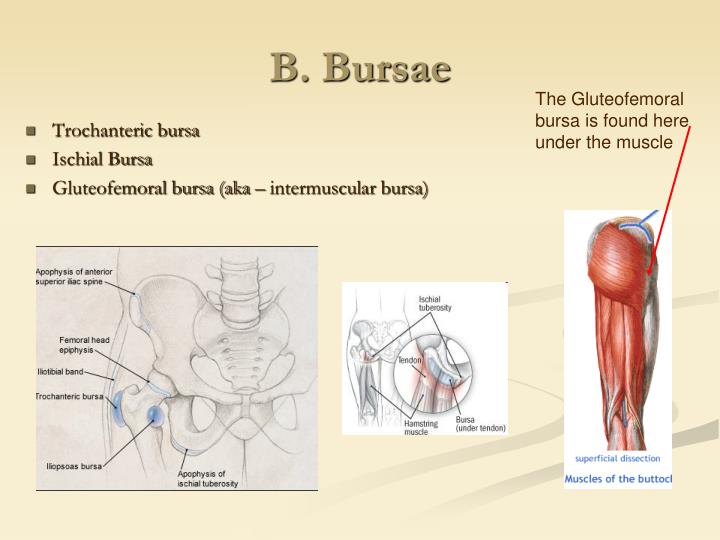 PPT - Iliofemoral Joint (Hip) Presented By: Angela, Clifford, Casey ...