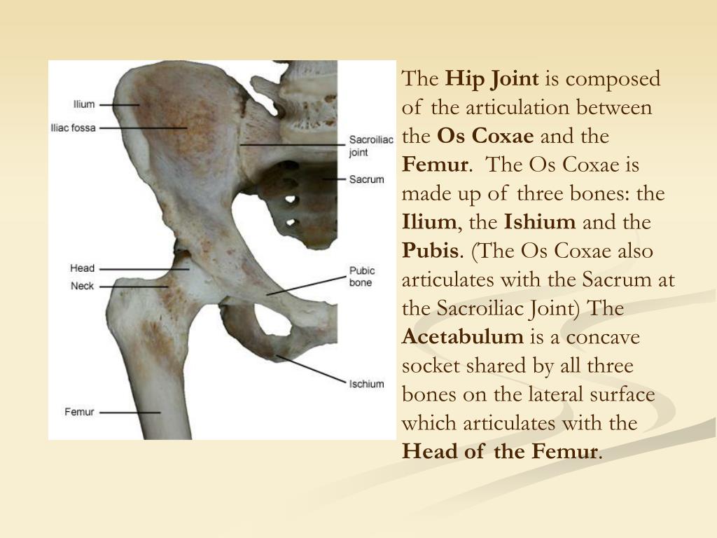 PPT Iliofemoral Joint (Hip) Presented By Angela, Clifford, Casey