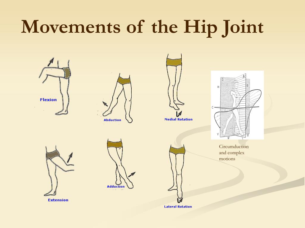 Ppt Iliofemoral Joint Hip Presented By Angela Clifford Casey