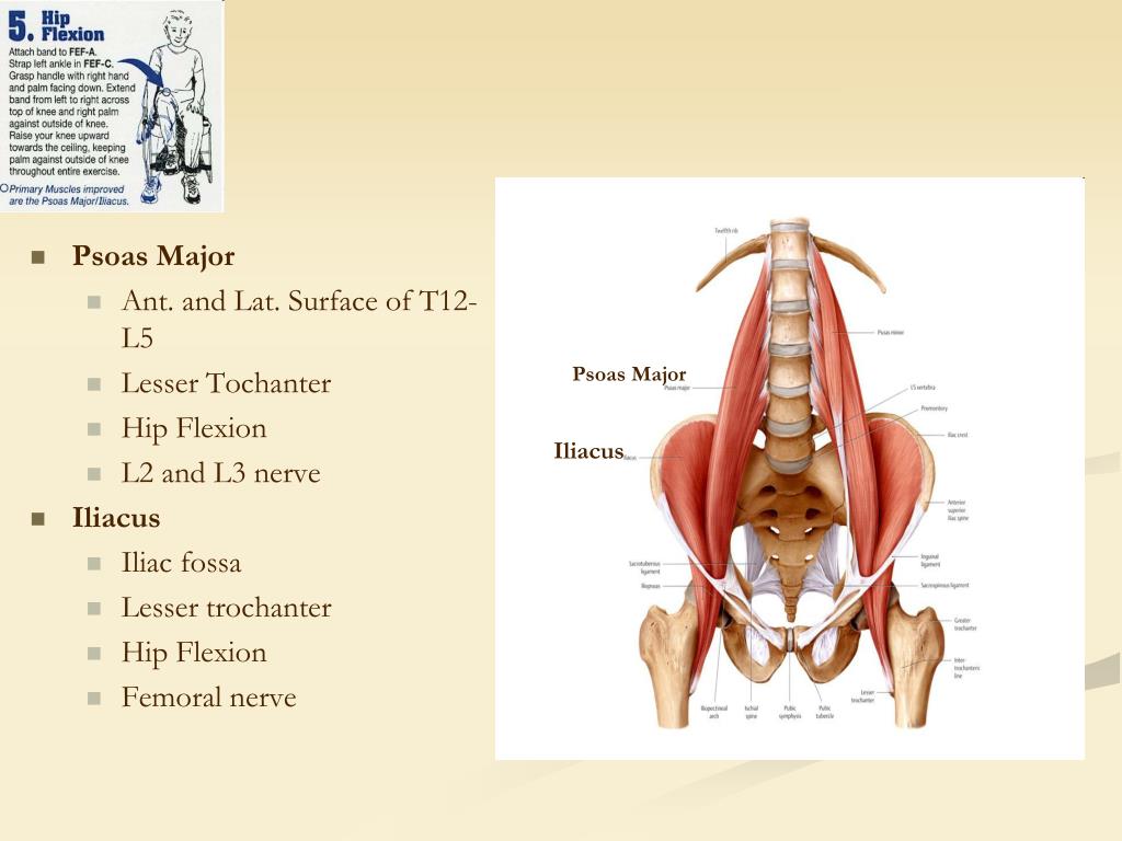 PPT - Iliofemoral Joint (Hip) Presented By: Angela, Clifford, Casey ...