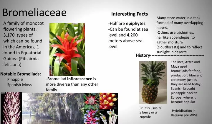 Ppt Bromeliaceae Powerpoint Presentation Free Download Id 2167319