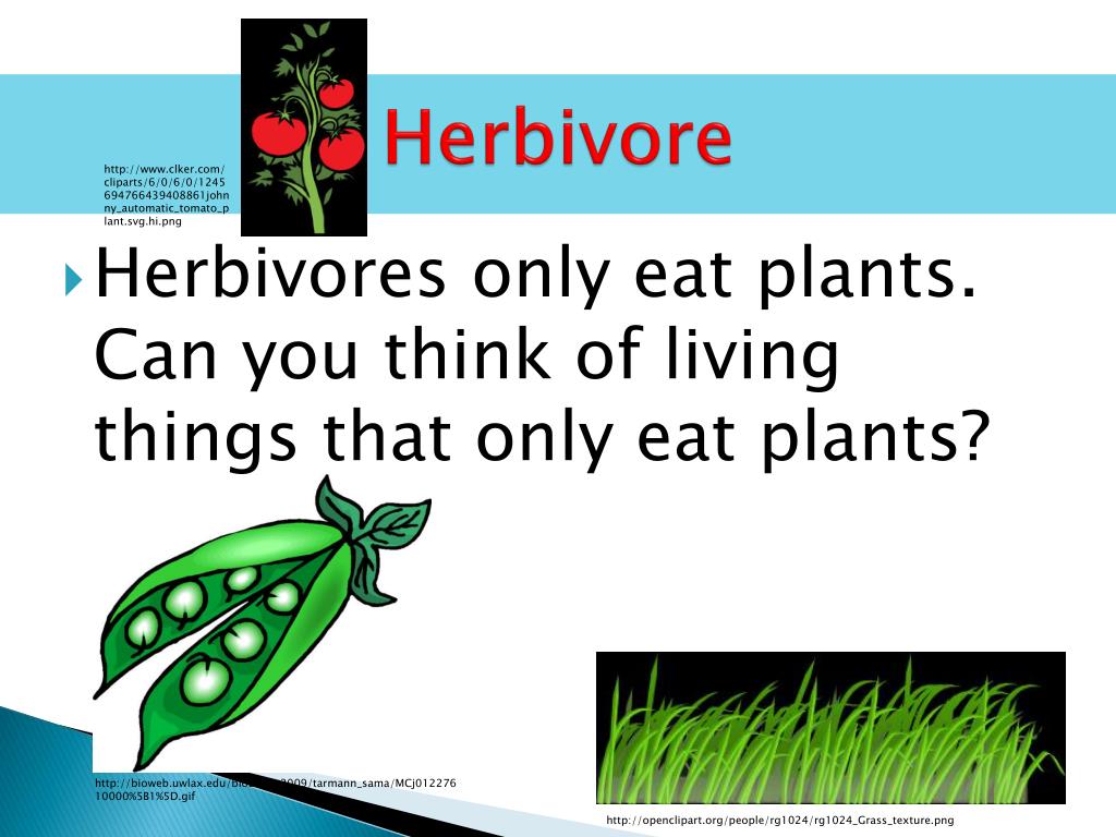 The Food Chain PowerPoint Presentation, free download Biology Diagrams