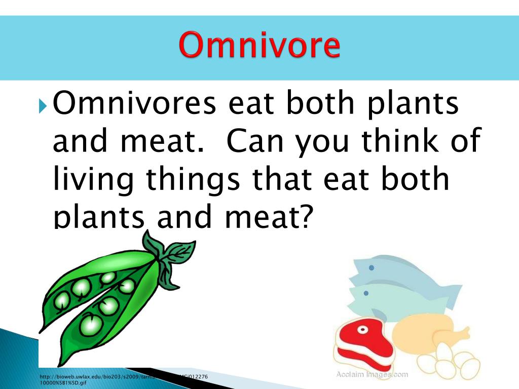 The Food Chain PowerPoint Presentation, free download Biology Diagrams