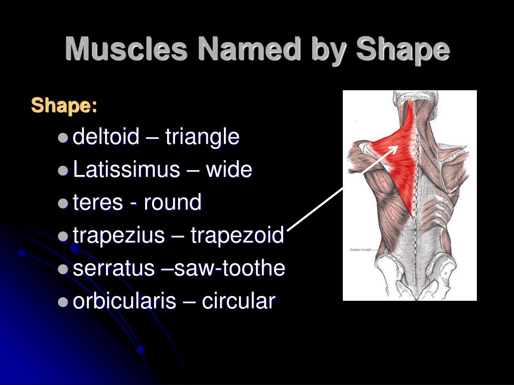 PPT - Characteristics Used to Name Skeletal Muscles ...