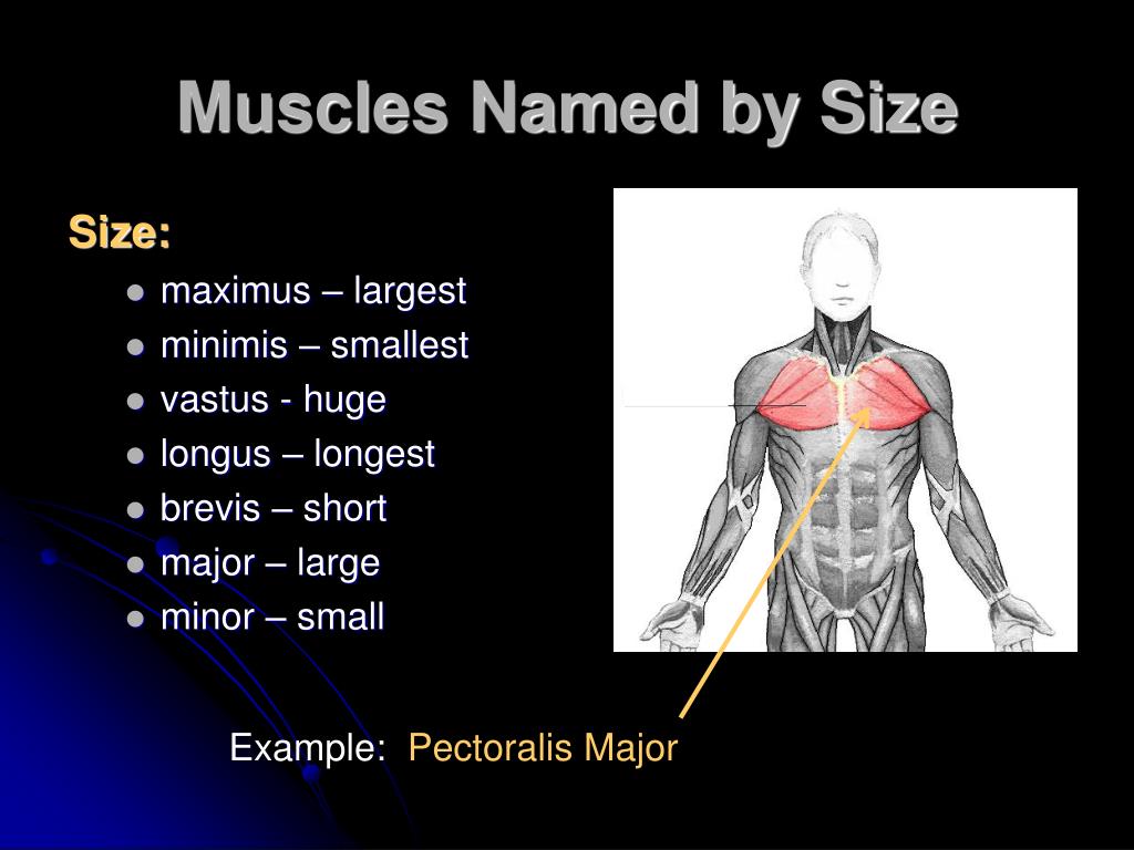 PPT - Characteristics Used to Name Skeletal Muscles ...