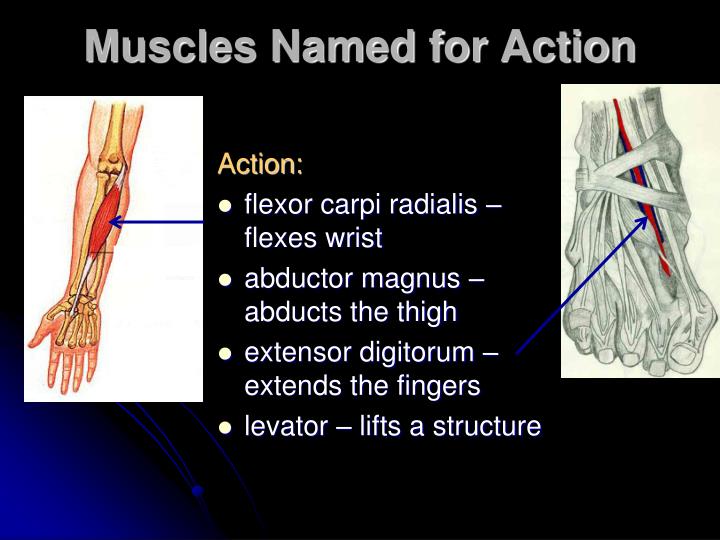 PPT - Characteristics Used to Name Skeletal Muscles PowerPoint