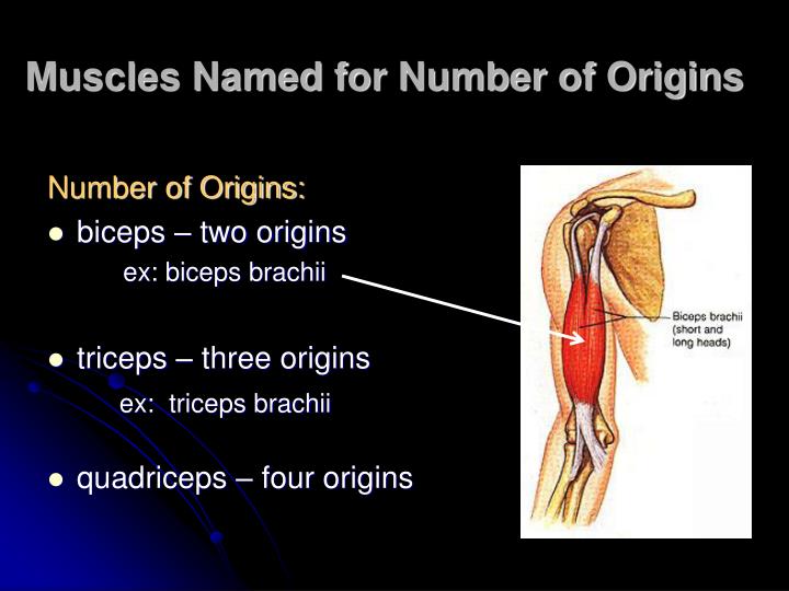 PPT - Characteristics Used to Name Skeletal Muscles ...