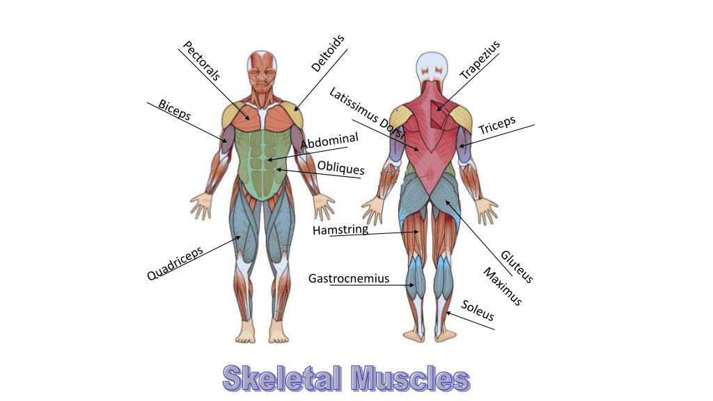 PPT - Muscles PowerPoint Presentation, free download - ID:2167554