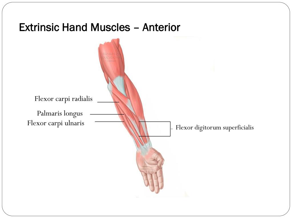 intrinsic and extrinsic muscles of the hand