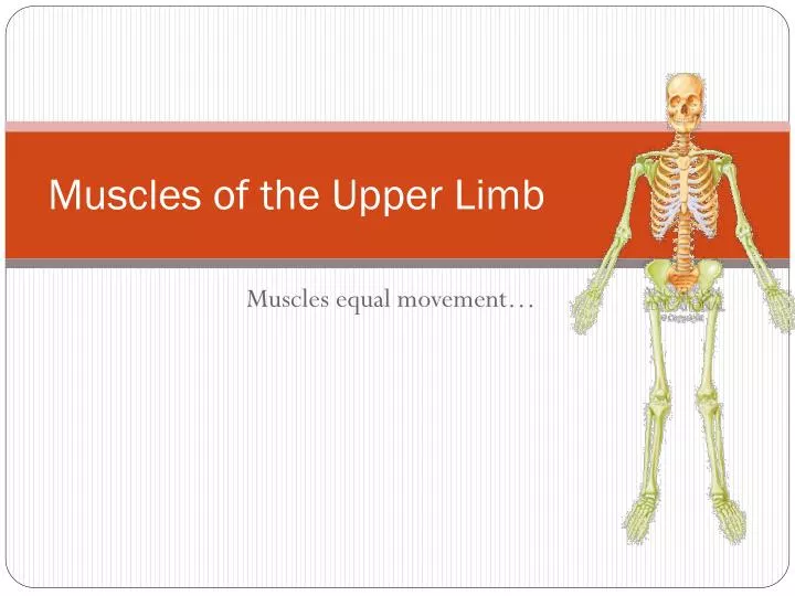 Muscles Of Upper Limb Anterior View