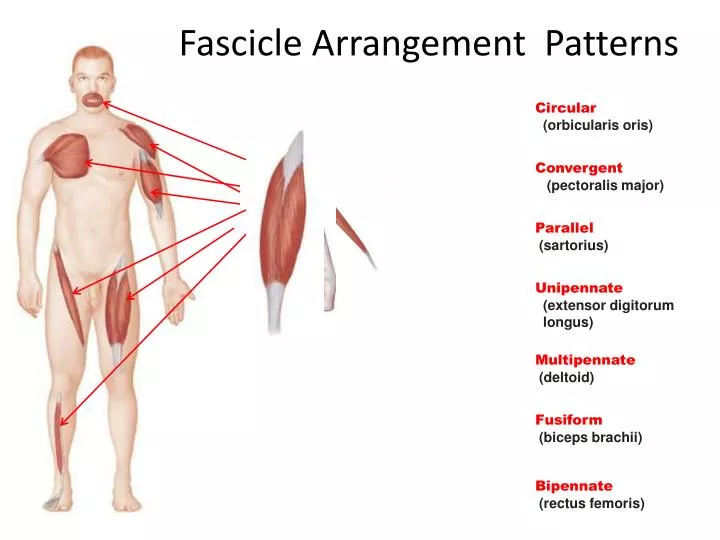 PPT Fascicle Arrangement Patterns PowerPoint Presentation ID2167592