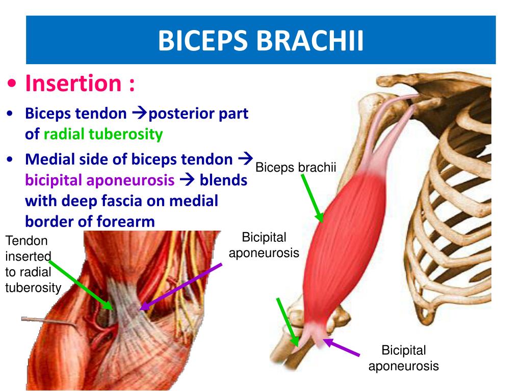 PPT Muscles Of The Arm And Cubital Fossa PowerPoint Presentation 