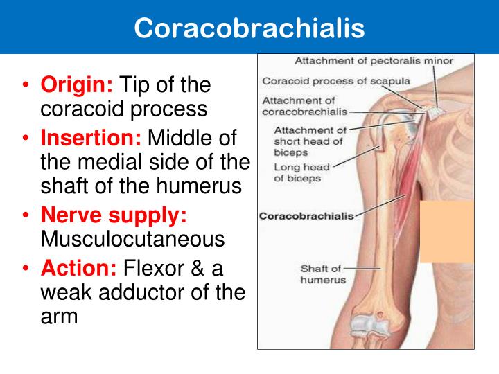 PPT - Muscles of the Arm and Cubital Fossa PowerPoint Presentation - ID ...