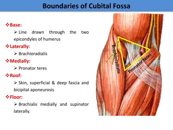 ppt arm cubital fossa elbow joint powerpoint presentation id cubital fossa