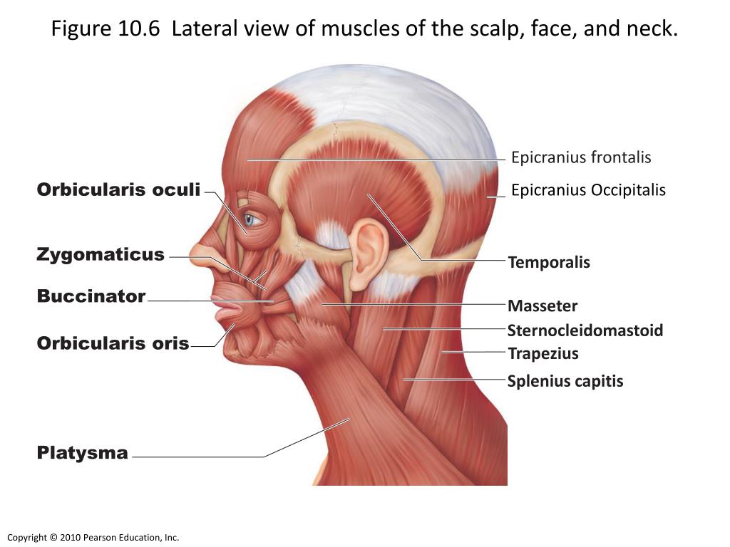 PPT - Figure 10.6 Lateral view of muscles of the scalp, face, and neck. PowerPoint Presentation ...