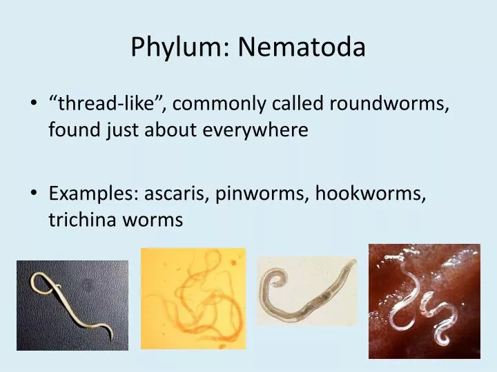 PPT Phylum Nematoda PowerPoint Presentation, free download ID2168158