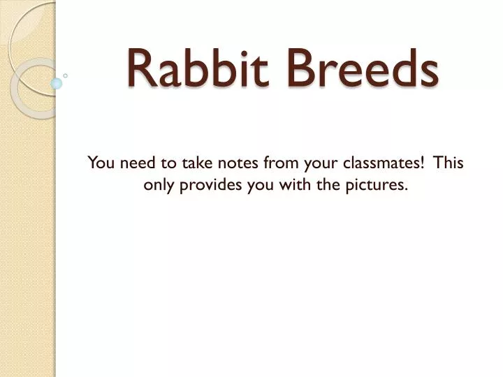 rabbit breeds n.