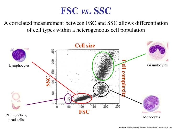 PPT - PCR: P olymerase C hain R eaction PowerPoint 