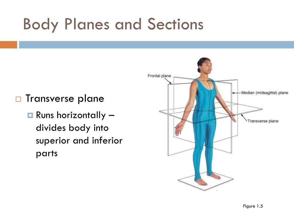 Transverse Plane Biology Diagrams