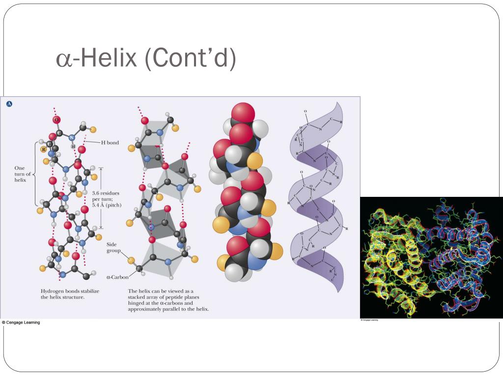 PPT Lecture 3 Amino Acid Protein PowerPoint Presentation Free 