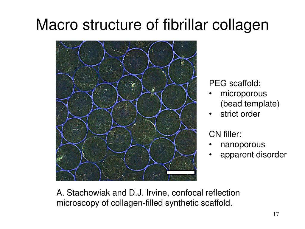 protein scaffold minimal protein scaffold minimal