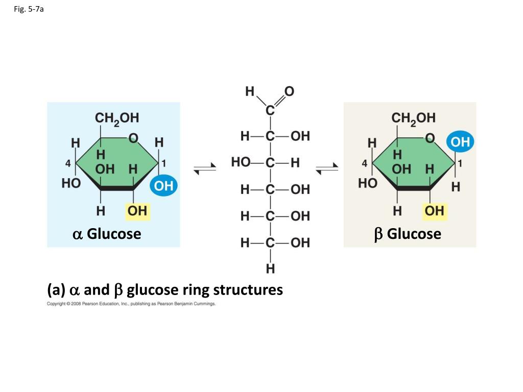 Glucose molecules Royalty Free Vector Image - VectorStock