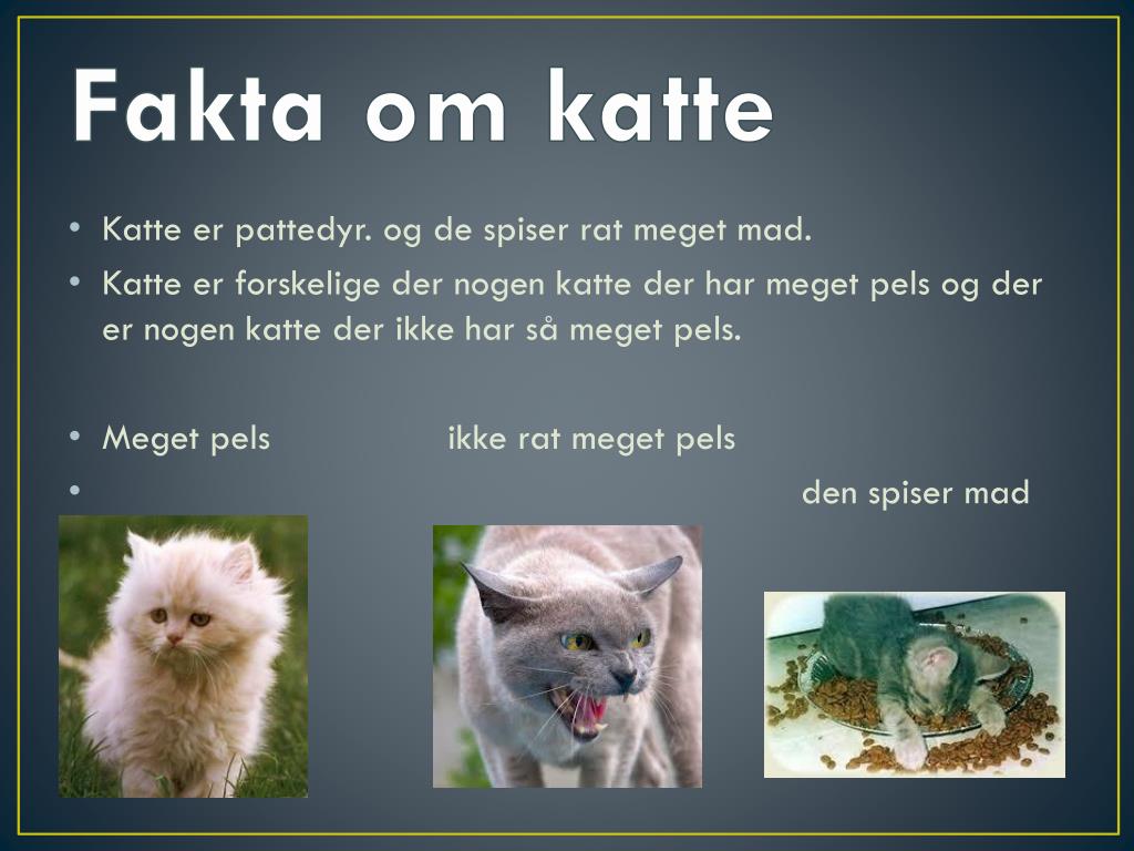 PPT - katte PowerPoint Presentation, free download - ID:2169911