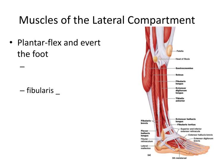 ppt-muscles-of-the-forearm-powerpoint-presentation-id-2169959