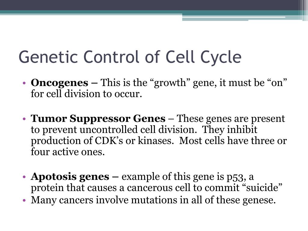 Chapters 12 and 13 The Cell Cycle Mitosis and Meiosis Biology Diagrams