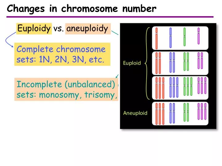 Which Of The Following Results From An Incomplete Chromosome