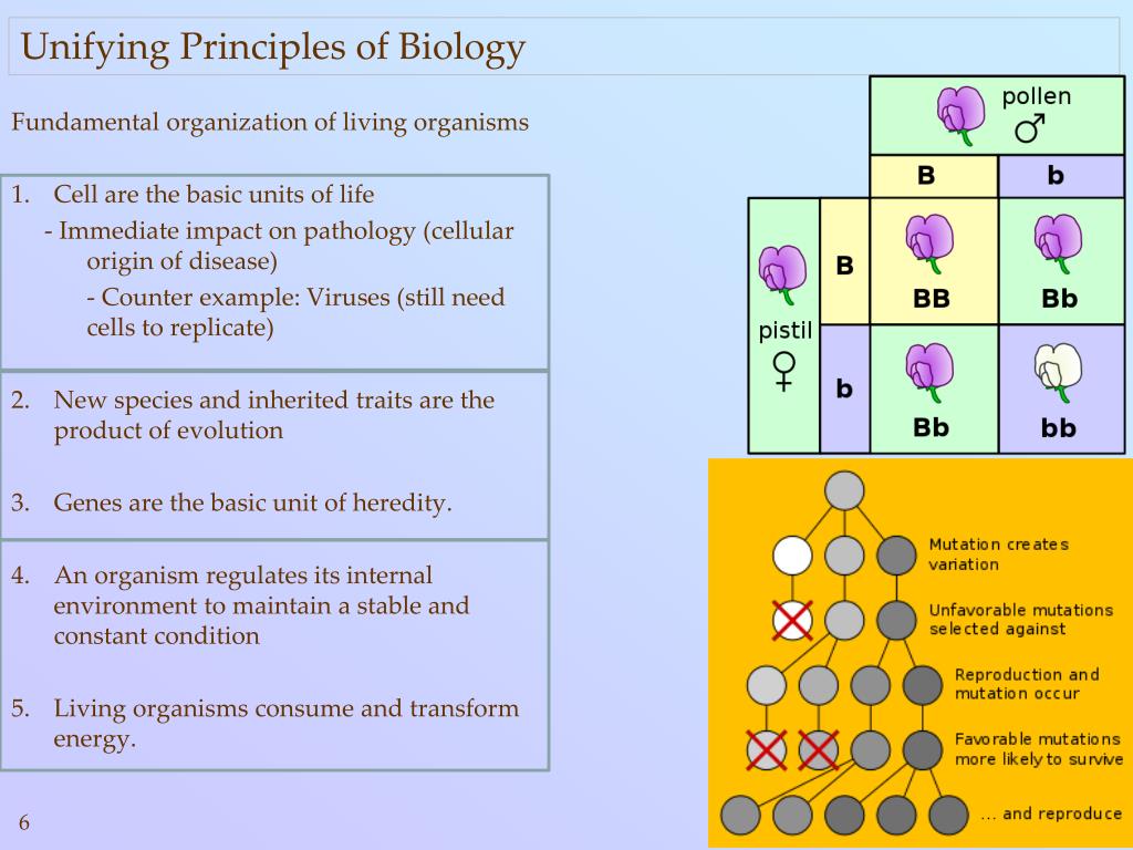 PPT Underlying Biology PowerPoint Presentation, free download ID