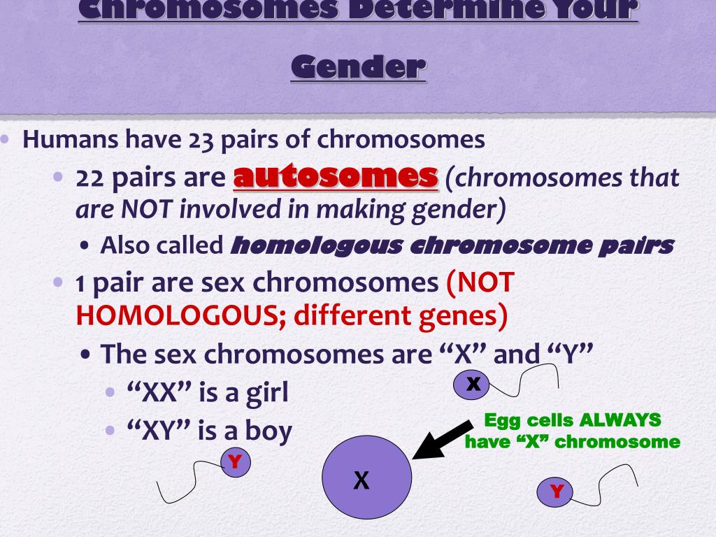 PPT - KARYOTYPE AND GENETIC DISORDERS PowerPoint ...