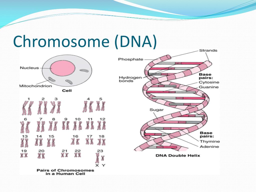 Хромосомы в растительной клетке. ДНК И хромосомы. Ген хромосома ДНК. Хромосомы и ДНК это одно и тоже. ДНК И хромосома это одно и тоже или нет.