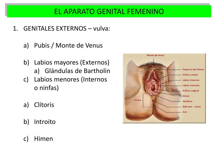 Fitostimoline Gasas Euroetika Fitostimoline Información Del Medicamento Indicaciones Efectos