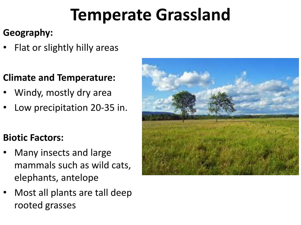 PPT - Temperate Forest PowerPoint Presentation, Free Download - ID:2171438