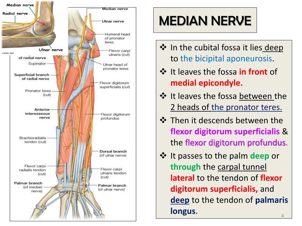 Median Nerve Course Innervation How To Relief Median Nerve Radial Nerve ...