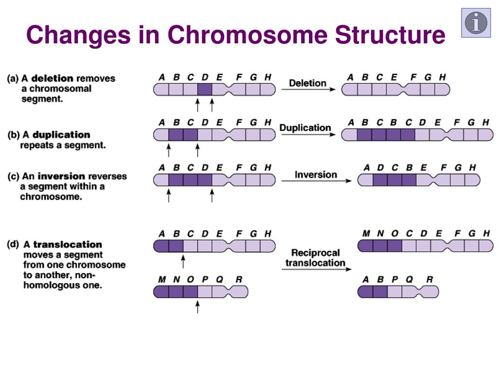 PPT Chromosomal Abnormalities in Humans PowerPoint Presentation, free