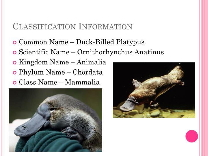 duck billed platypus facts duck billed platypus facts
